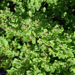 Spiraea nipponica 'Snowmound' 30-40 cm